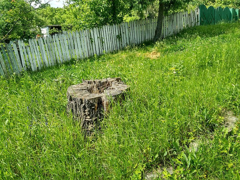 File:MD.ST.Scoreni - Păr pădureț, monument al naturii - may 2017 - 07.jpg