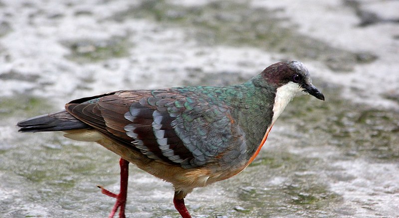 File:MINDANAO BLEEDING-HEART DOVE (7958332936).jpg