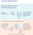 MRNA-vaccine-infographic-EL (1).png