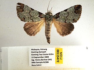 <i>Belciana biformis</i> Species of moth