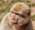 * Nomination Barbary macaque; Bird park Steinen, Germany --Llez 05:26, 23 July 2023 (UTC) * Promotion  Support Good quality.--Tournasol7 06:16, 23 July 2023 (UTC)