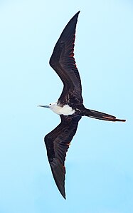 Junulo dumfluge, Galapagoj