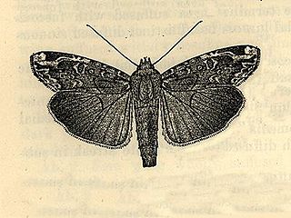 <i>Magusa</i> (moth) Genus of moths