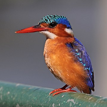 Pica-peixe-de-poupa (Corythornis cristatus stuartkeithi), lago Awassa, Etiópia. (definição 2 668 × 2 668)