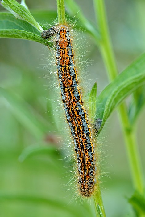 Top view