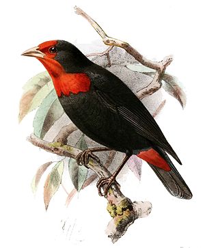 Malimbus rubropersonatus Keulemans.jpg