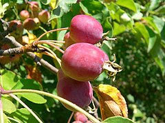 Яблоня китайская описание. Яблоня китайская сливолистная. Яблоня Malus prunifolia. Яблоня китайка Санинская. Райские яблочки китайка.