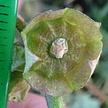 Malva parviflora in Antalya by David Merrick 13.jpg