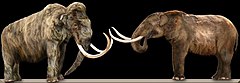 Life restorations of a Mammut americanum, or American mastodon (right), and a Mammuthus primigenius, or wooly mammoth (left) MammothVsMastodon.jpg