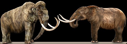 Mammouth laineux (à gauche) et Mastodonte d'Amérique (à droite)