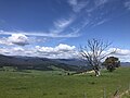 Characteristic 'emerald green' country of the Upper Murray valleys in springtime.