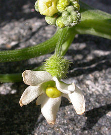 Marah macrocarpa pistillate flower 2004-03-10.jpg