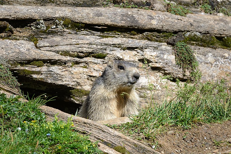 File:Marmota marmota Tauerntal 20160807 B03.jpg