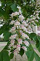 * Nomination Flower of Buckeyes (Aesculus) à Colmar (Haut-Rhin, France). --Gzen92 07:45, 27 April 2020 (UTC) * Promotion  Support Good quality. --MB-one 09:33, 4 May 2020 (UTC)