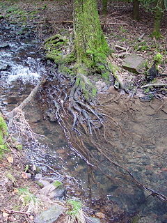 Marscheider Bach River in Germany