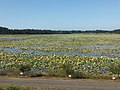 2013年10月2日 (水) 08:41時点における版のサムネイル