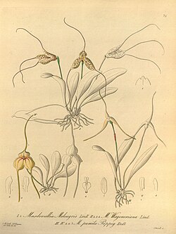 Masdevallia meleagris-Masdevallia wageneriana-Masdevallia pumila - Xenia 1-75 (1858). 
 jpg