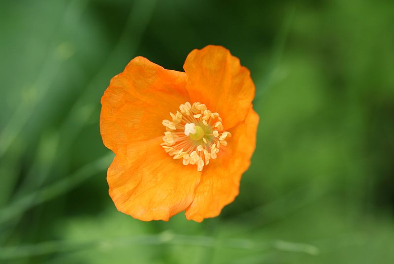 File:Meconopsis cambrica-01 (xndr).jpg