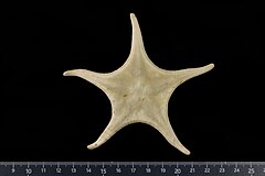 File:Mediaster mollis (MNHN-IE-2013-17228) 02.jpg (Category:Echinodermata in the Muséum national d'histoire naturelle)