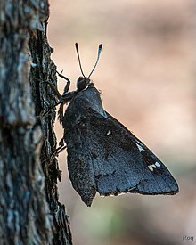 Megathymus cofaqui 129758584.jpg