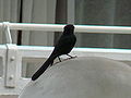 Senegaldrongoschnäpper Northern Black Flycatcher