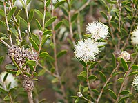 Melaleuca hnatiukii