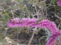 Melaleuca suberosa