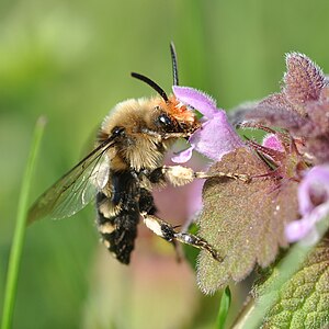 Common mourning bee (Melecta albifrons) with orange hairstyle due to pollen from dead nettle