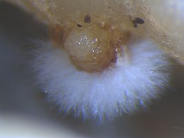 https://upload.wikimedia.org/wikipedia/commons/thumb/0/0a/Meloidogyne_incognita_eggs_with_fungus.jpg/260px-Meloidogyne_incognita_eggs_with_fungus.jpg