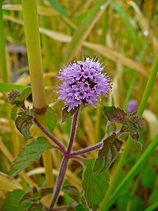 Mentha aquatica Inflorescence