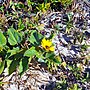 Miniatuur voor Bestand:Miami Beach - Sand Dunes Flora - Dune Sunflower.jpg