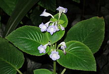 Microchirita lavandulacea (Chirita lavandulacea) - Botanischer Garten, Dresden, Jerman - DSC08590.JPG