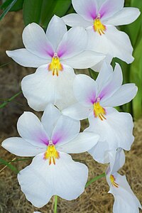 Miltoniopsis vexillaria.jpg