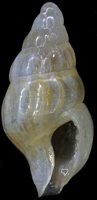 <i>Minimanachis</i> Genus of gastropods