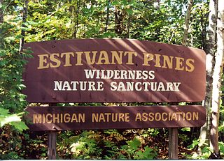 <span class="mw-page-title-main">Estivant Pines</span>