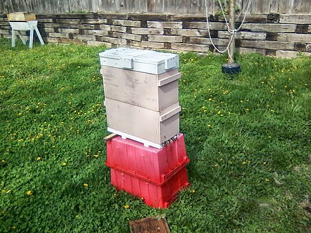 basic starter modwarré hive.