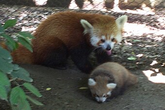 Ailurus Fulgens: Características, Diversidad, subespecies, Hábitat y distribución