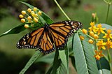 Monarch Butterfly Danaus plexippus on Milkweed Hybrid 2800px.jpg