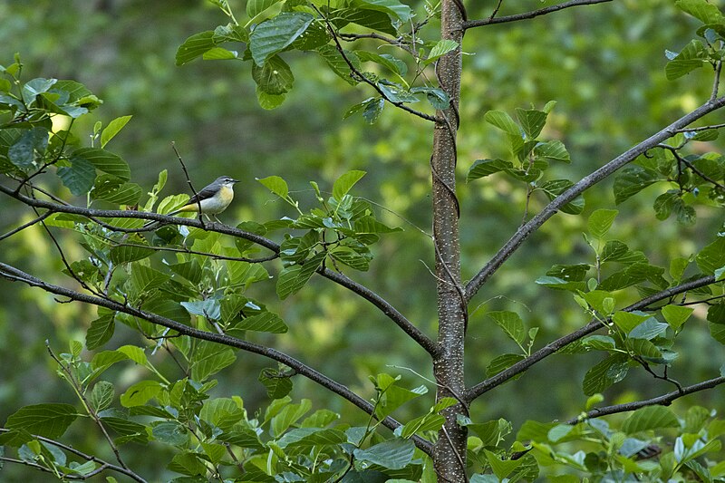 File:Motacilla cinerea.jpg