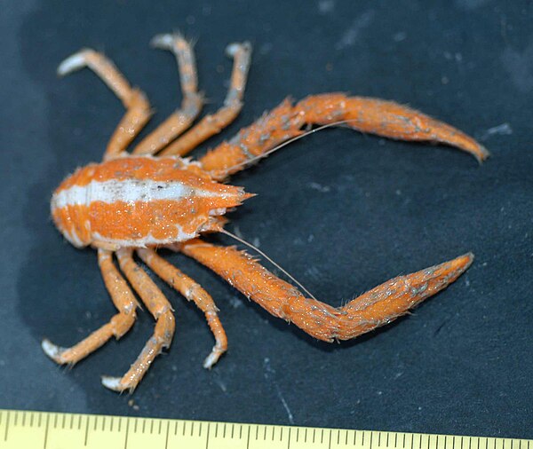 Squat lobster