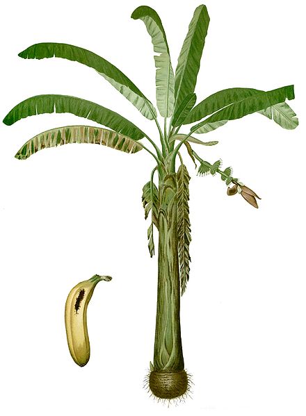 File:Musa paradisiaca Blanco1.88-cropped.jpg