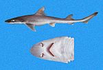 Thumbnail for Humpback smooth-hound