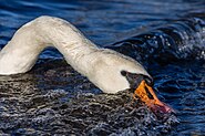 Mute swan (Cygnus olor) looking for food in waves, Windermere, England