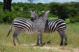 Mwagusi zebras.jpg