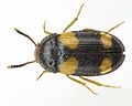 Mycetophagus quadripustulatus