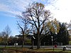 ND Linden near the cemetery chapel - Wendelsheim.jpg