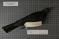 Naturalis Biodiversity Center - RMNH.AVES.123630 2 - Coracina coerulescens subsp. - Campephagidae - bird skin specimen.jpeg