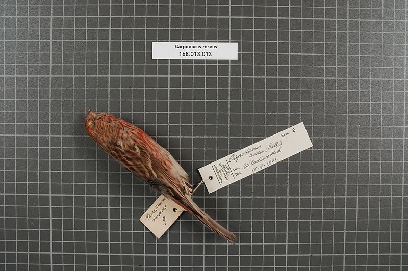 File:Naturalis Biodiversity Center - RMNH.AVES.25887 2 - Carpodacus roseus (Pallas, 1776) - Fringillidae - bird skin specimen.jpeg