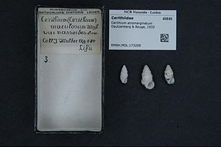 <i>Cerithium atromarginatum</i> Species of gastropod