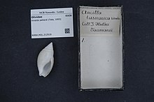 Naturalis Biodiversity Center - RMNH.MOL.212519 - Amalda petterdi (Tate, 1893) - Olividae - Moluska shell.jpeg